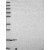 Western Blot: Prostaglandin E Synthase Antibody [NBP1-87852] Lane 1: Marker [kDa] 250, 130, 95, 72, 55, 36, 28, 17, 10 | Lane 2: RT-4 | Lane 3: U-251 MG | Lane 4: Human Plasma | Lane 5: Liver | Lane 6: Tonsil